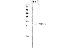 Western Blot (WB) analysis of 3T3 lysis using TNFSF15 antibody. (TNFSF15 Antikörper)