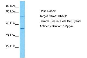 Host: Rabbit Target Name: OR5R1 Sample Type: Hela Whole Cell lysates Antibody Dilution: 1. (OR5R1 Antikörper  (C-Term))