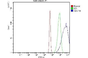 anti-Cell Division Cycle 7 (CDC7) (AA 152-574) antibody