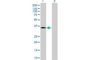Western Blot analysis of PTGER2 expression in transfected 293T cell line by PTGER2 MaxPab polyclonal antibody. (PTGER2 Antikörper  (AA 1-358))