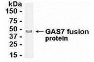 Western Blotting (WB) image for anti-Growth Arrest-Specific 7 (GAS7) (AA 1-412) antibody (ABIN2468062) (GAS7 Antikörper  (AA 1-412))