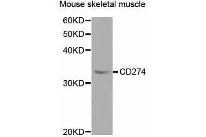 Western blot analysis of extracts of mouse skeletal muscle, using CD274 antibody (ABIN5997392) at 1/1000 dilution. (PD-L1 Antikörper)