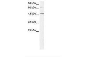 Image no. 1 for anti-Sema Domain, Immunoglobulin Domain (Ig), Transmembrane Domain (TM) and Short Cytoplasmic Domain, (Semaphorin) 4A (Sema4a) (AA 238-287) antibody (ABIN203284) (Sema4a Antikörper  (AA 238-287))