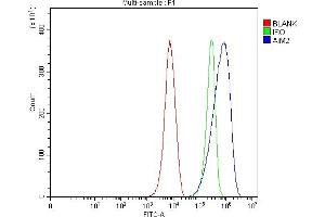 Flow Cytometry analysis of RAW264. (AIM2 Antikörper  (AA 136-354))