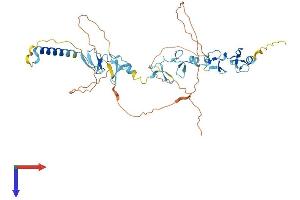 WTIP Protein (AA 1-430) (His tag)