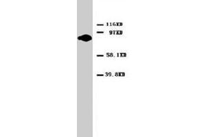 Western blot analysis of HeLa cell lysate. (PKC alpha Antikörper  (C-Term))