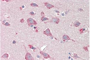 ABIN2613394 (5µg/ml) staining of paraffin embedded Human Cortex. (BMP1 Antikörper  (AA 284-296))
