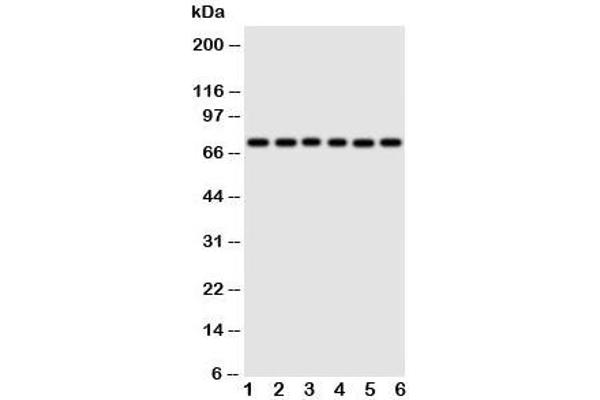 Splicing Factor 1 Antikörper  (N-Term)