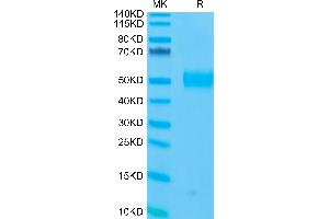 Human Siglec-3/CD33 on Tris-Bis PAGE under reduced condition. (CD33 Protein (CD33) (AA 18-259) (His-Avi Tag))