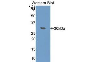 Western Blotting (WB) image for anti-Fibrinogen gamma Chain (FGG) (AA 166-416) antibody (ABIN1078033)