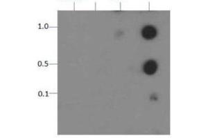 Dot Blot of Rabbit Histone H3 [p Thr11] Antibody. (Histone 3 Antikörper  (pThr11))