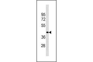 ZCCHC3 Antibody (Center) (ABIN1882007 and ABIN2843227) western blot analysis in HepG2 cell line lysates (35 μg/lane). (ZCCHC3 Antikörper  (AA 210-238))