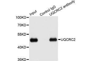Immunoprecipitation analysis of 200ug extracts of HepG2 cells using 1ug UQCRC2 antibody. (UQCRC2 Antikörper)