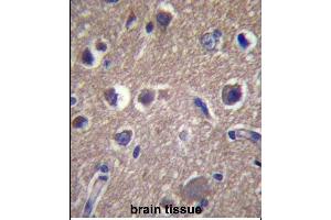 ANKS1B Antibody (Center) (ABIN657360 and ABIN2846410) immunohistochemistry analysis in formalin fixed and paraffin embedded human brain tissue followed by peroxidase conjugation of the secondary antibody and DAB staining. (ANKS1B Antikörper  (AA 570-599))