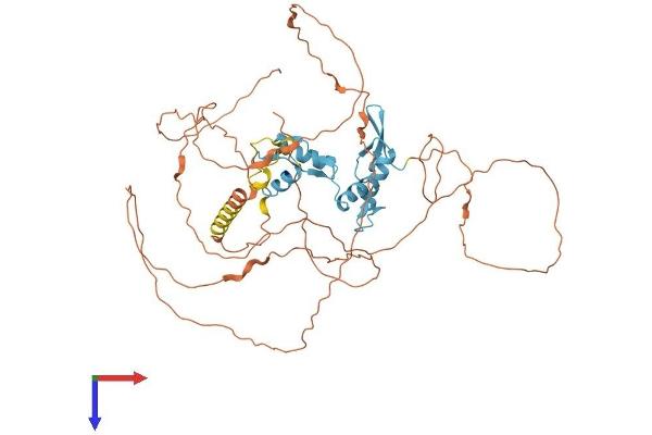 ZNF683 Protein (AA 1-524) (His tag)