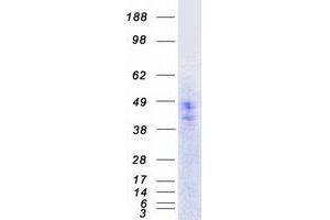 Western Blotting (WB) image for Serotonin Receptor 5A (HTR5A) protein (Myc-DYKDDDDK Tag) (ABIN2731730)