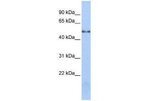 NOVA1 antibody used at 1 ug/ml to detect target protein.