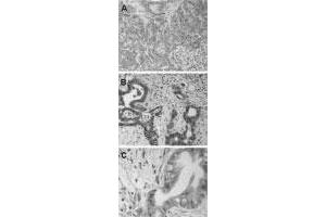Immunohistochemistry of formalin-fixed paraffin-embedded human pancreas tissue sections.
