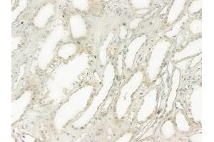 ABIN6264124 and ABIN6277517 at 1/100 staining human normal kidney tissue by IHC-P.
