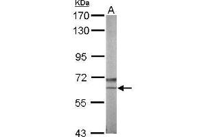 Nemo-Like Kinase Antikörper