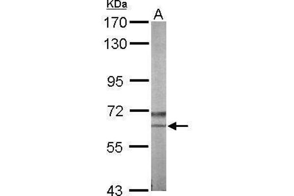 Nemo-Like Kinase Antikörper