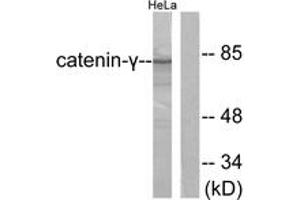Western blot analysis of extracts from HeLa cells, using Catenin-gamma Antibody. (JUP Antikörper  (AA 696-745))