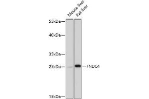 Western blot analysis of extracts of various cell lines, using FNDC4 antibody (ABIN7267196) at 1:1000 dilution. (FNDC4 Antikörper  (AA 45-167))