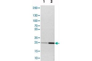 Western blot analysis of cell lysates with NDRG3 polyclonal antibody  at 1:250-1:500 dilution. (NDRG3 Antikörper)