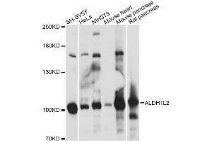 Western blot analysis of extracts of various cell lines, using ALDH1L2 antibody (ABIN6292801) at 1:1000 dilution. (ALDH1L2 Antikörper)