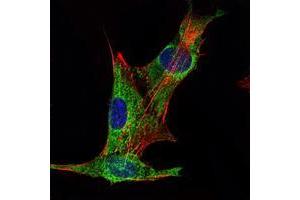 Immunofluorescence analysis of PANC-1 cells using INHA mouse mAb (green). (Inhibin alpha Antikörper)