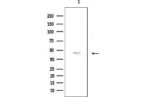 Western blot analysis of lysates from Rat brain, using OR52 Antibody at 1/1000 dilution.