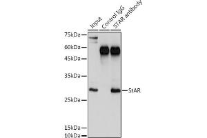 Immunoprecipitation analysis of 300 μg extracts of K-562 cells using 3 μg StAR antibody (ABIN3021302, ABIN3021303, ABIN3021304 and ABIN6214574). (STAR Antikörper  (AA 64-285))