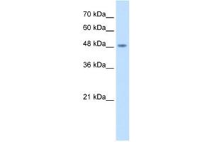 WB Suggested Antibody Titration:  2. (COPS2 Antikörper  (N-Term))