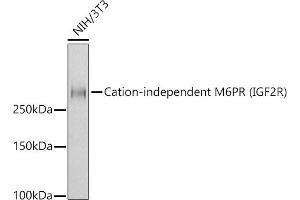 Western blot analysis of extracts of NIH/3T3 cells, using Cation-independent M6PR (IGF2R) antibody (ABIN7267905) at 1:1000 dilution. (IGF2R Antikörper)