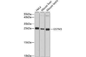 Western blot analysis of extracts of various cell lines, using GSTM3 antibody (ABIN1680137, ABIN3018259, ABIN3018260 and ABIN6220417) at 1:3000 dilution. (GSTM3 Antikörper  (AA 101-225))