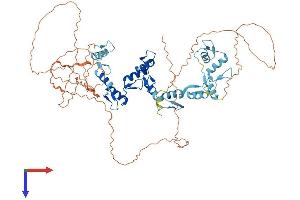 CTCFL Protein (AA 1-663) (His tag)