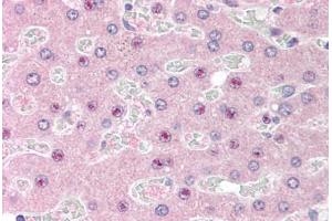 Human Liver (formalin-fixed, paraffin-embedded) stained with C14orf68 antibody ABIN298065 at 2. (SLC25A47 Antikörper  (AA 85-97))