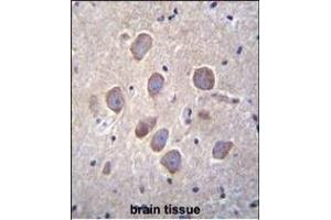 PCDHA8 Antibody (C-term) (ABIN655960 and ABIN2845346) immunohistochemistry analysis in formalin fixed and paraffin embedded human brain tissue followed by peroxidase conjugation of the secondary antibody and DAB staining. (PCDHa8 Antikörper  (C-Term))