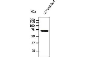 Western Blotting (WB) image for anti-RAB14, Member RAS Oncogene Family (RAB14) (C-Term) antibody (ABIN1439997) (RAB14 Antikörper  (C-Term))