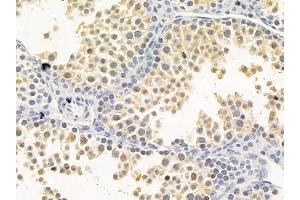 PDCD4 Mouse Monoclonal Antibody at 1/100 staining mouse testis tissue by IHC-P.