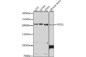 Western blot analysis of extracts of various cell lines, using PCF11 antibody (ABIN7269193) at 1:1000 dilution. (PCF11 Antikörper  (AA 1256-1555))
