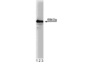 Western blot analysis of G3BP on a SW-13 cell lysate (Human adrenal gland carcinoma, ATCC CCL-105) . (G3BP1 Antikörper  (AA 210-323))