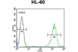 Flow cytometric analysis of HL-60 cells using LFNG Antibody (Center) Cat. (LFNG Antikörper  (Middle Region))