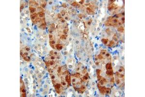 Used in DAB staining on fromalin fixed paraffin- embedded Kidney tissue (SOD1 Antikörper  (AA 2-154))
