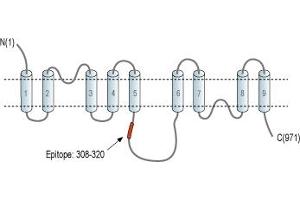 Representative domain view of the target of ABIN7043754.