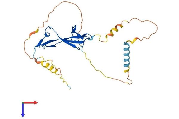 EAF2 Protein (AA 1-260) (His tag)
