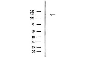 anti-Myosin IC (MYO1C) antibody