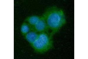 ICC/IF analysis of GNMT in HepG2 cells line, stained with DAPI (Blue) for nucleus staining and monoclonal anti-human GNMT antibody (1:100) with goat anti-mouse IgG-Alexa fluor 488 conjugate (Green). (GNMT Antikörper  (AA 1-295))