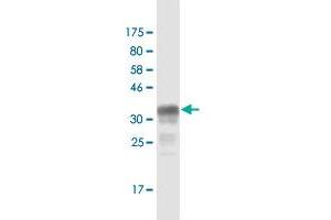 Western Blotting (WB) image for anti-Neuroblastoma 1, DAN Family BMP Antagonist (NBL1) (AA 21-130) antibody (ABIN518196)