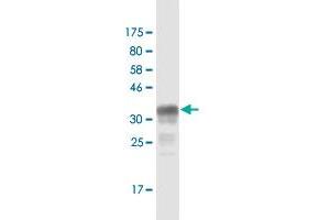 Western Blot detection against Immunogen (37. (NBL1 Antikörper  (AA 21-130))